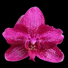 Načíst obrázek do prohlížeče Galerie, Phal. Peloric-Unique Wing
