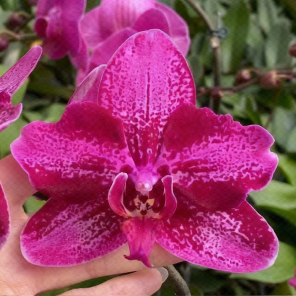 Phal. Peloric-Unique Wing