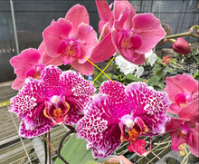 Načíst obrázek do prohlížeče Galerie, Phal. MiucoChen Magneto x Victoria’s Lace / Big 1.7″
