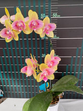 Načíst obrázek do prohlížeče Galerie, Phalaenopsis MX94
