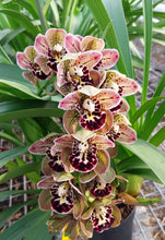 Načíst obrázek do prohlížeče Galerie, Cymbidium, Magic Bird 1-2 Stvoly
