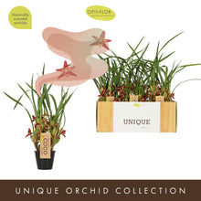 Načíst obrázek do prohlížeče Galerie, Maxillaria  Tenuifolia Malibu Kokosy Orchideje  VONÍ Silně po kokosu vice stvoly

