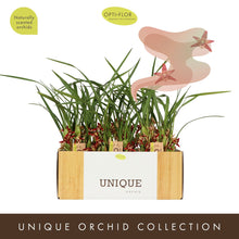 Načíst obrázek do prohlížeče Galerie, Maxillaria  Tenuifolia Malibu Kokosy Orchideje  VONÍ Silně po kokosu vice stvoly
