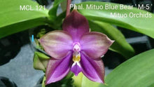 Lade das Bild in den Galerie-Viewer, Phalaenopsis.Mituo Blue Bear ‘M-5’
