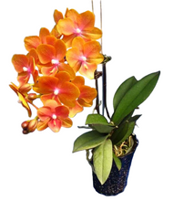 Načíst obrázek do prohlížeče Galerie, Phal. NCK Big Lip Orange N0707
