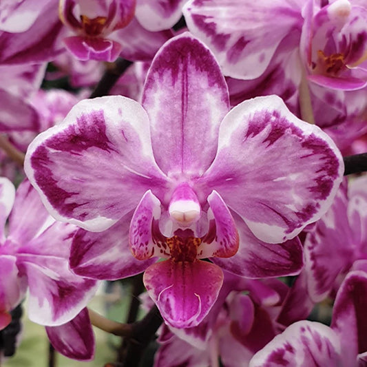 Phalaenopsis Younghome Kaleido N1814