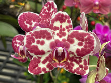 Načíst obrázek do prohlížeče Galerie, Phal.Dtps.I-Hsin Adzuki Bean {2604}
