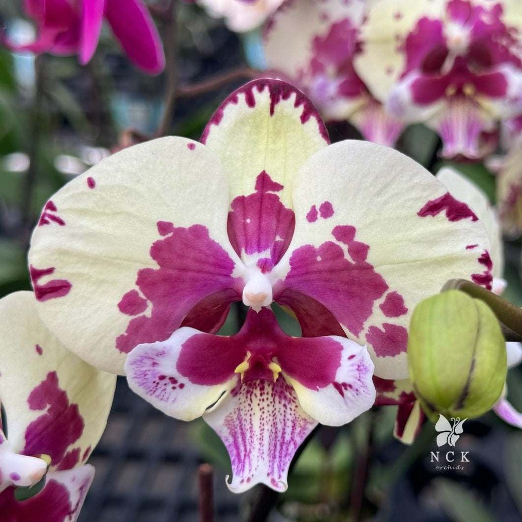 Phal. Big Lip Flying Cow