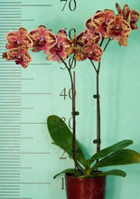 Načíst obrázek do prohlížeče Galerie, Phal. NCK Wild Peach {N5209}
