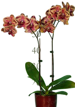 Načíst obrázek do prohlížeče Galerie, Phal. NCK Wild Peach {N5209}
