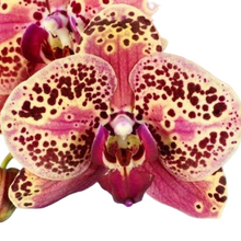 Načíst obrázek do prohlížeče Galerie, Phal. NCK Wild Peach {N5209}
