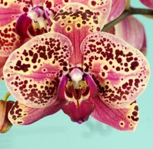 Načíst obrázek do prohlížeče Galerie, Phal. NCK Wild Peach {N5209}
