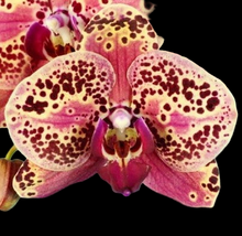 Načíst obrázek do prohlížeče Galerie, Phal. NCK Wild Peach {N5209}
