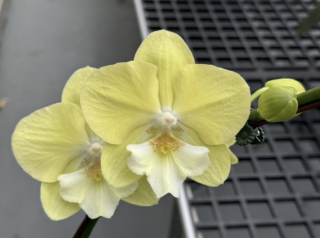 Phal. NCK Moon Rabbit -N75001