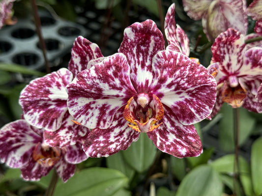 Phalaenopsis NCK Chocolate N75014