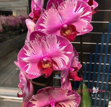 Načíst obrázek do prohlížeče Galerie, Phalaenopsis. NCK Maisie {N75085}
