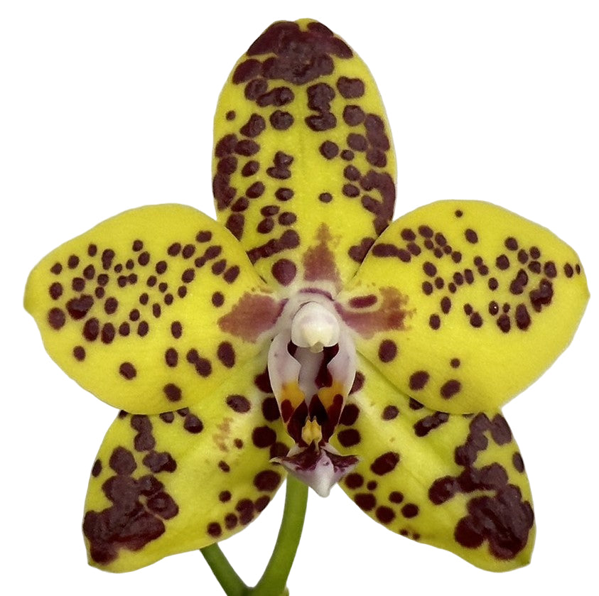 Phalaenopsis N75246 Novinka