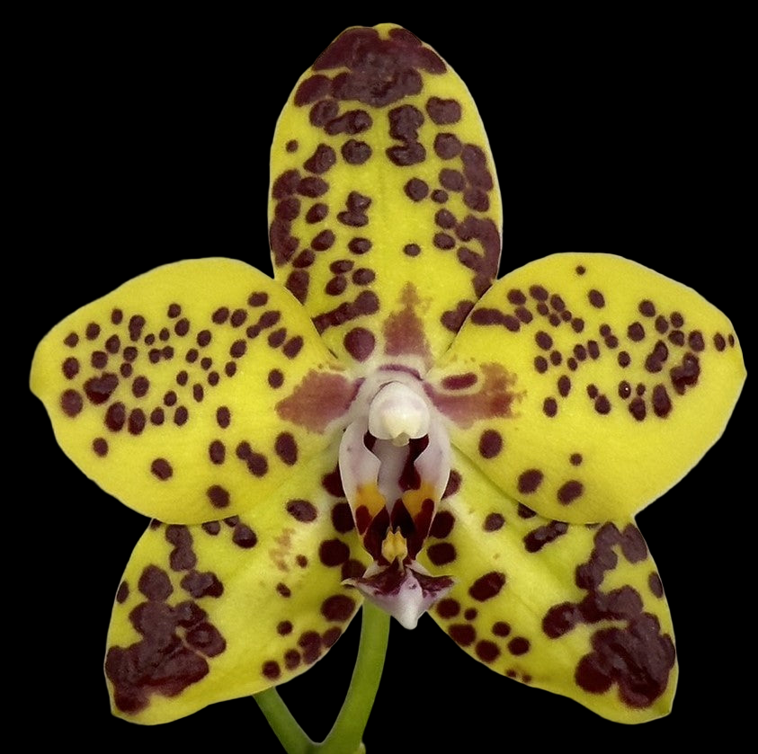 Phalaenopsis N75246 Novinka