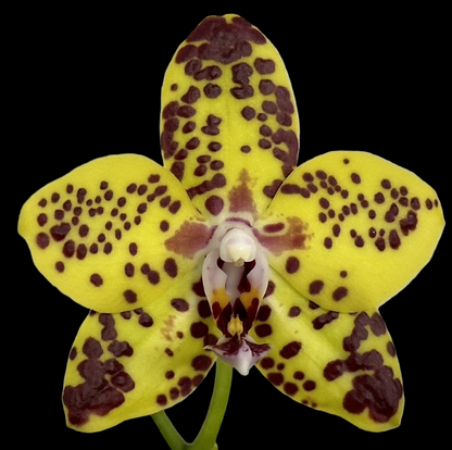 Phalaenopsis N75246 Novinka