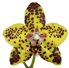 Načíst obrázek do prohlížeče Galerie, Phal {N75246} Novinka
