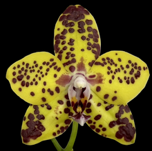 Načíst obrázek do prohlížeče Galerie, Phal {N75246} Novinka
