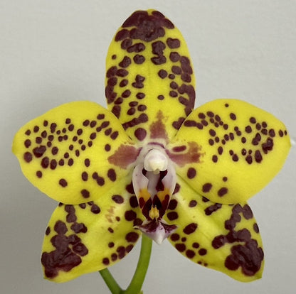 Phalaenopsis N75246 Novinka