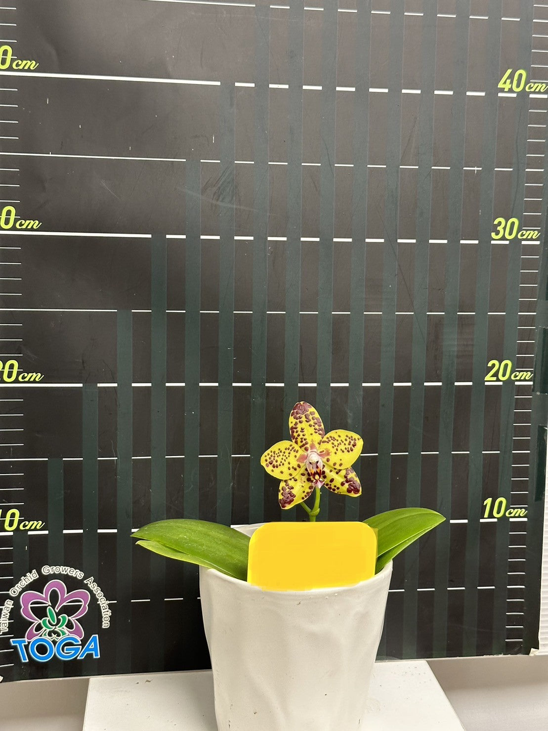 Phalaenopsis N75246 Novinka