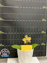 Načíst obrázek do prohlížeče Galerie, Phal {N75246} Novinka
