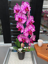 Načíst obrázek do prohlížeče Galerie, Phalaenopsis. NCK Maisie {N75085}
