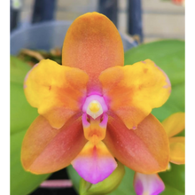 Načíst obrázek do prohlížeče Galerie, Phal. Magic Fall
