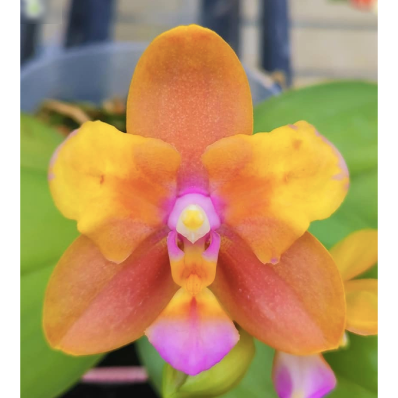 Phal. Magic Fall