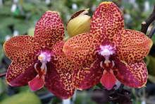 Załaduj obraz do przeglądarki galerii, Phalaenopsis.Chienlung Black Parrot
