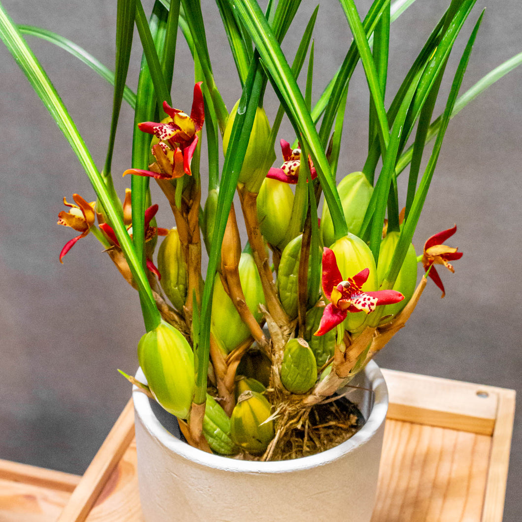 Maxillaria  Tenuifolia Malibu Kokosy Orchideje  VONÍ Silně po kokosu vice stvoly