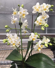 Załaduj obraz do przeglądarki galerii, Phalaenopsis.Liu’s Pale Micholitzii ‘ES’
