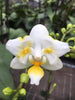 Phalaenopsis.Liu’s Pale Micholitzii ‘ES’