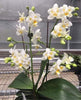 Phalaenopsis.Liu’s Pale Micholitzii ‘ES’