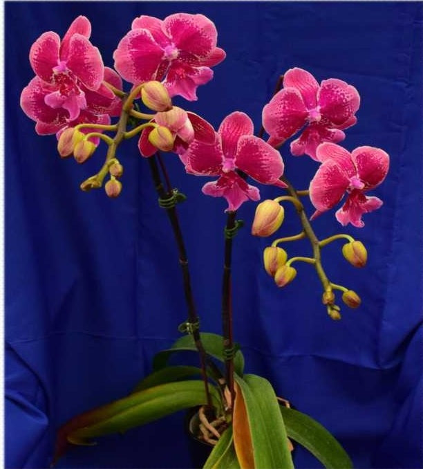 Phal. Bro Yong