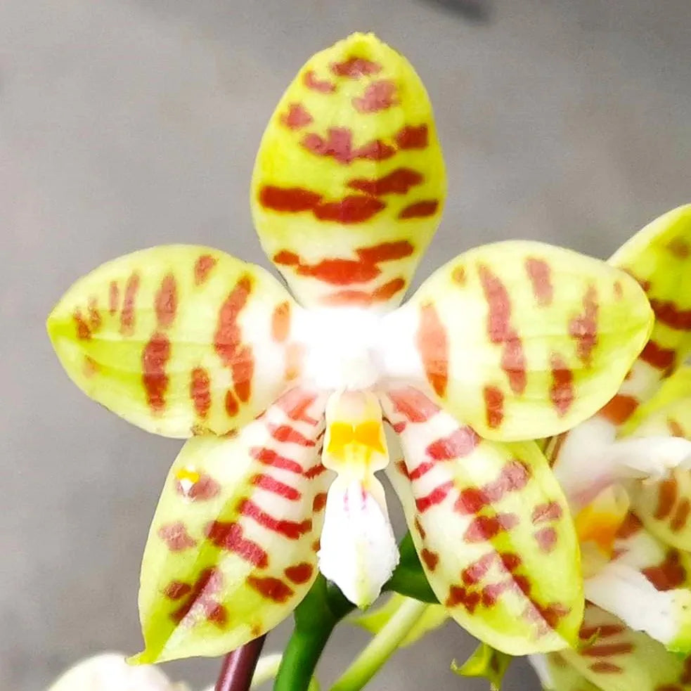 Phal.  Green Coffee {PF-6186}