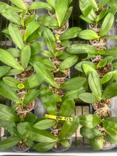 Načíst obrázek do prohlížeče Galerie, Phal. tetraspis Red Voňavá
