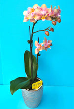 Načíst obrázek do prohlížeče Galerie, Phal. Monster Rainbow {5301}
