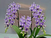 Phal. Summer Rose 'Blue Star' (peloric) voňavá