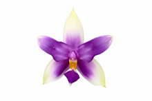 Lade das Bild in den Galerie-Viewer, Phal Yaphon .bellina blue ‘ES’ 1.7’’
