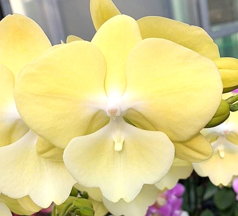 Phal. Profar Smile Moon {PF-2699}