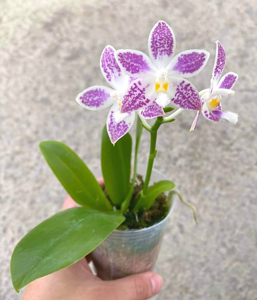 Phal. Little Purple Stars {4701}