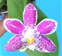 Načíst obrázek do prohlížeče Galerie, Phal. Little Purple Stars {4701}
