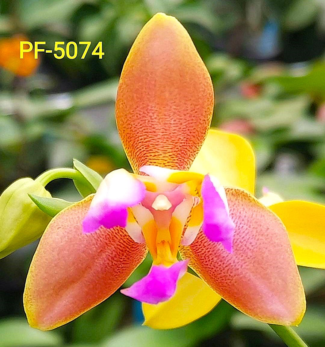 Phal PF Orange Kids-5074 Voňavá