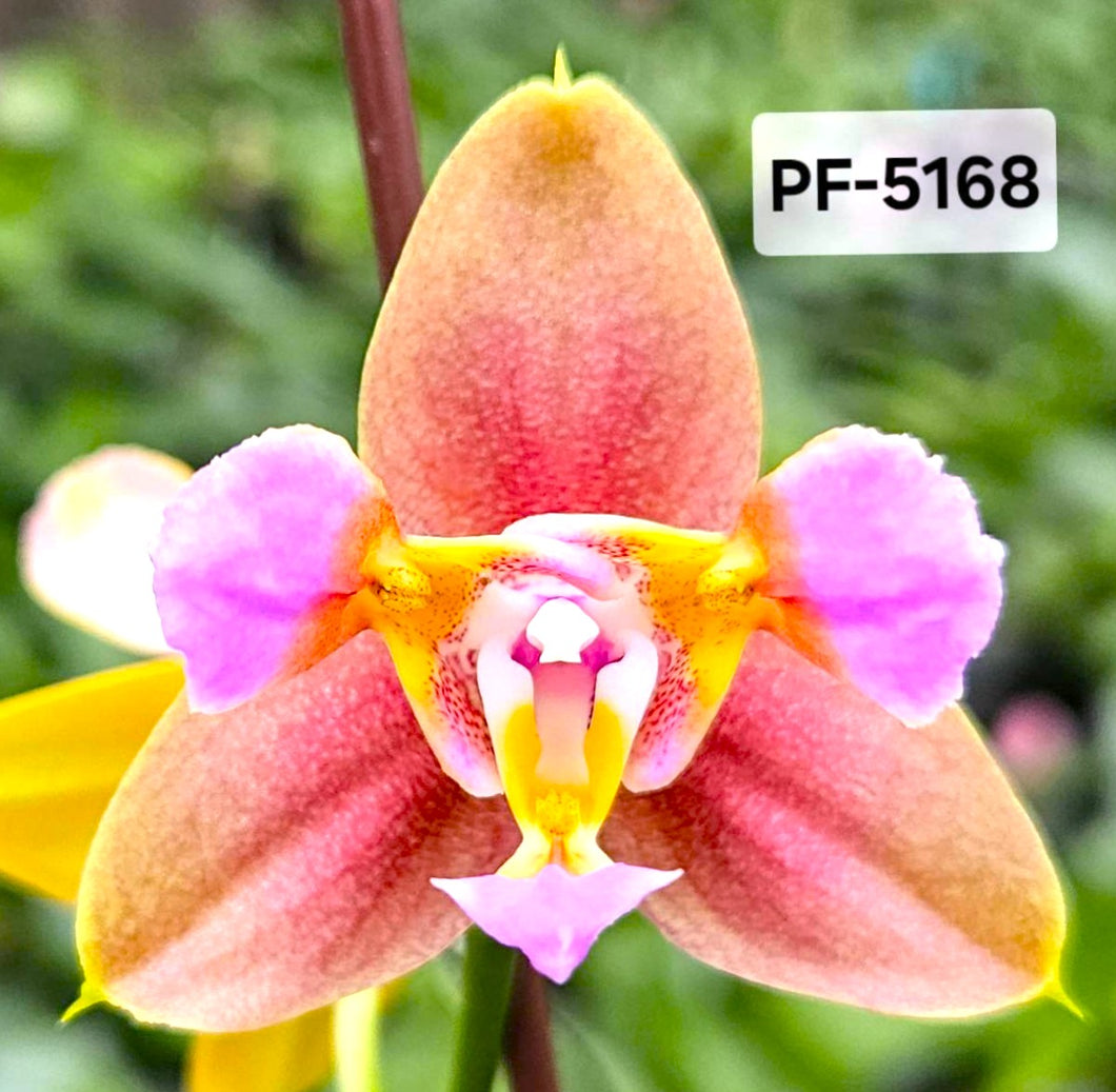Phal. Profar Pride Peloric  {5168} VONÍCÍ