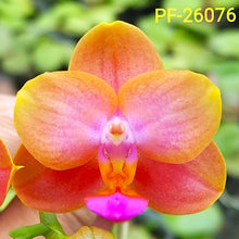 Načíst obrázek do prohlížeče Galerie, Phalaenopsis proffer golden orange {PF 26076}
