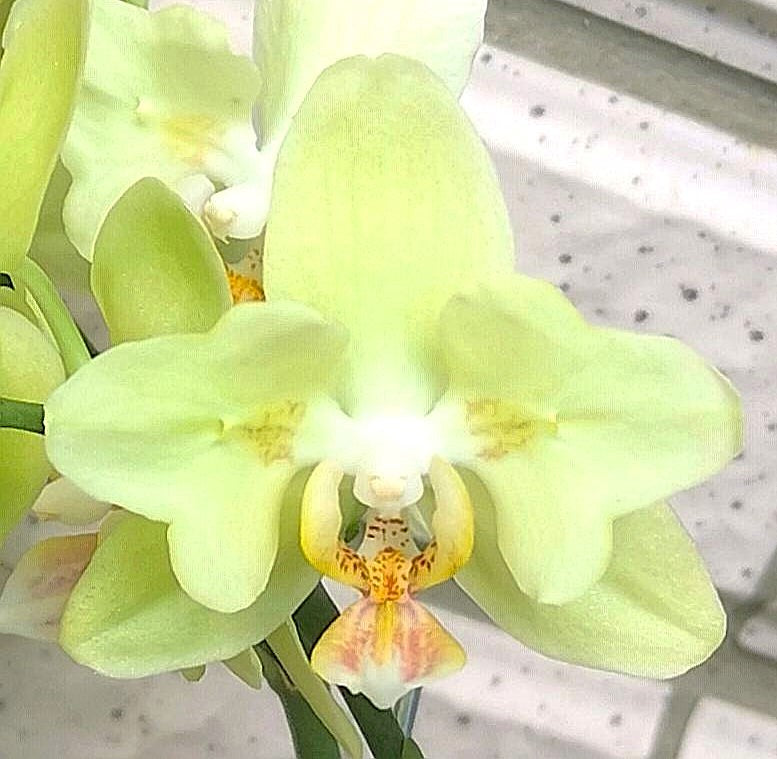 Phal.Green apple Peloric