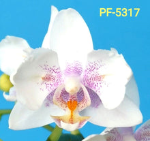 Načíst obrázek do prohlížeče Galerie, Phal. Little Platinum girl
